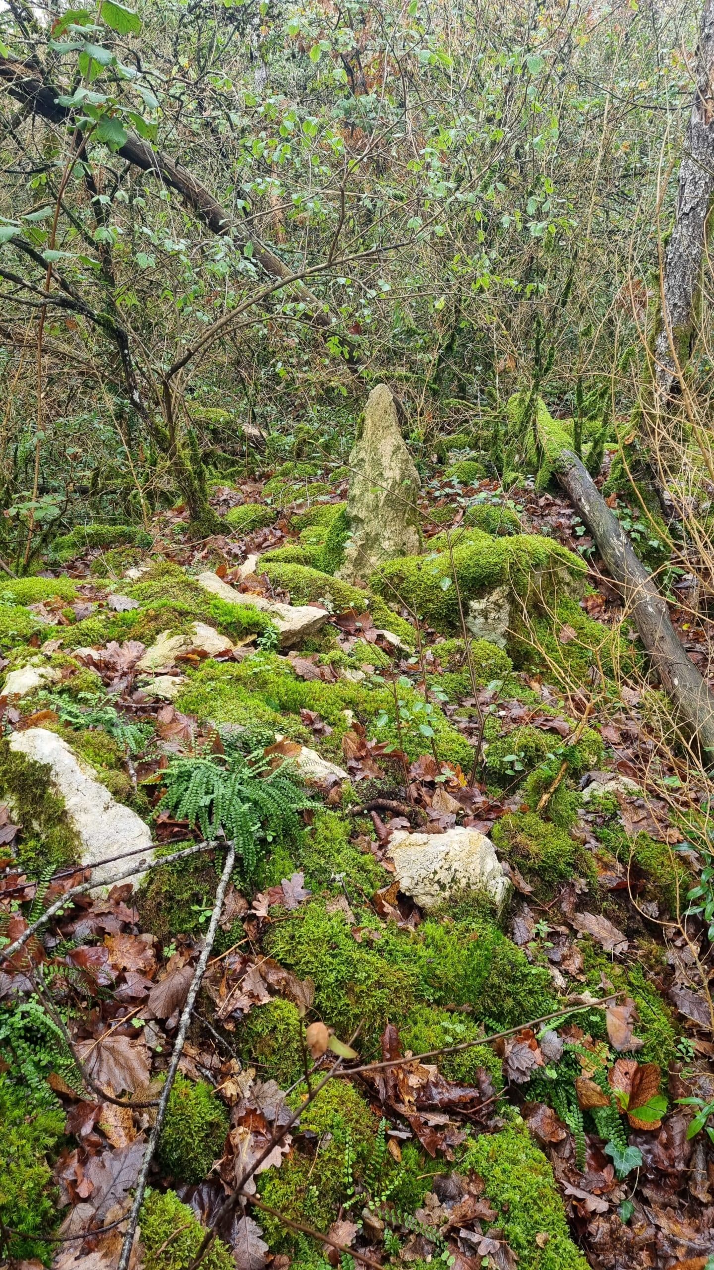 Photo 7