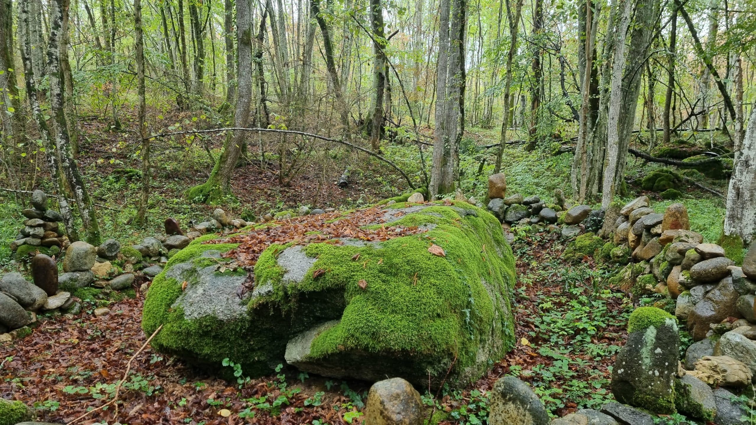 Photo 11